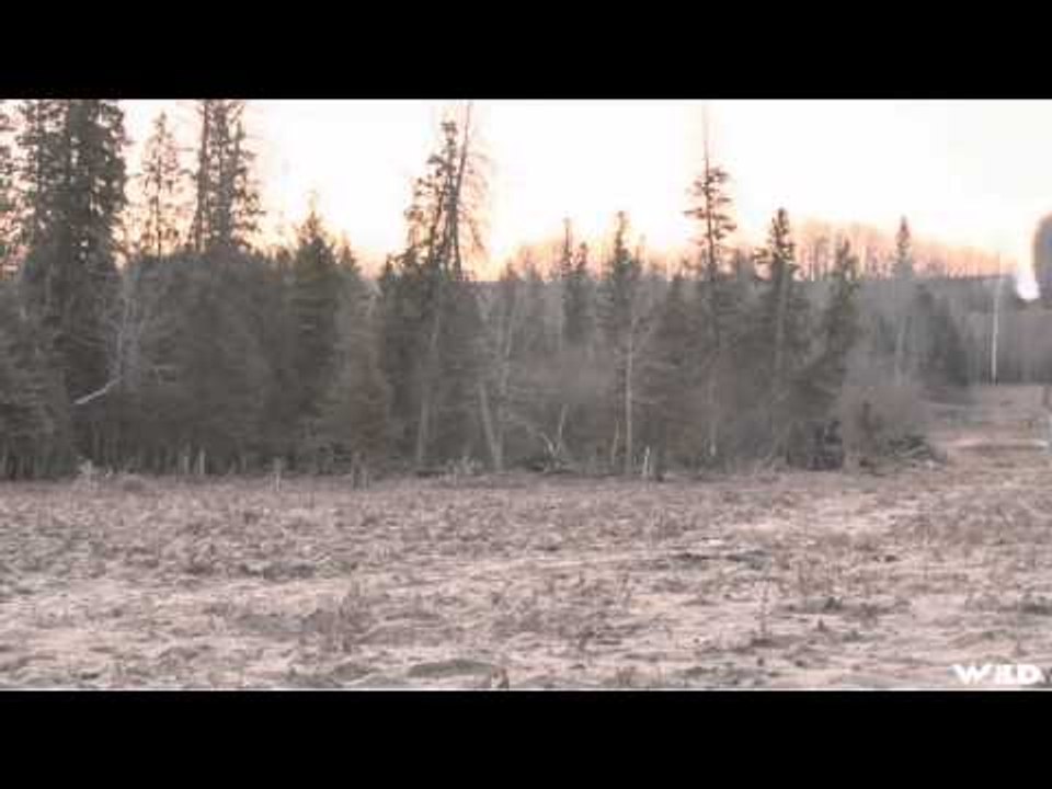 Predator Nation - Alberta Coyote Part 2