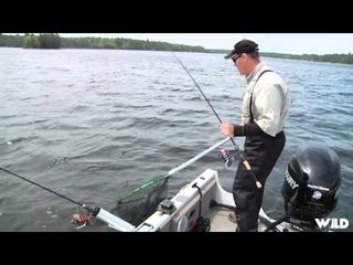 Fishful Thinking - French Walleye and St Clair Muskie