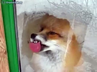 Лиса лижет стекло