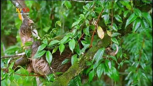 Mama Mirabelles Tierkino 44 Schönes schlechtes Wetter