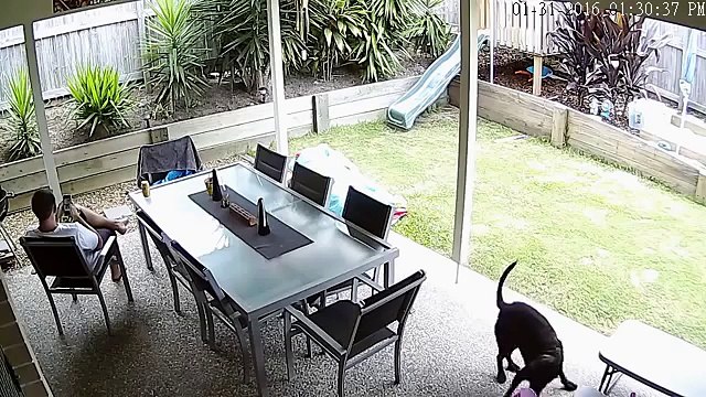 Deadly Brown Snake, Pacific Pines, Gold Coast