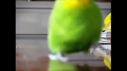 Попугаи забавно бегают по столу