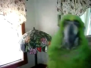 Попугай красиво поет