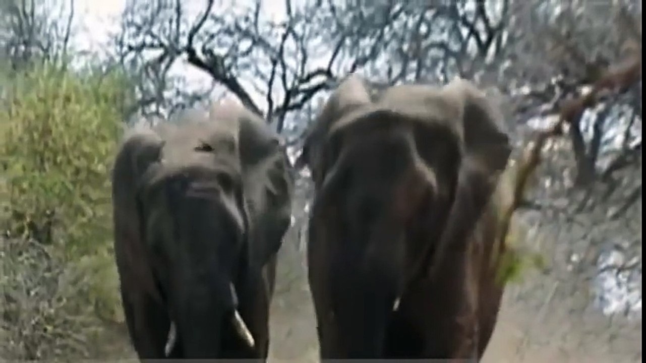 1281px x 720px - ELEPHANT MATING WITH RHINO - video Dailymotion