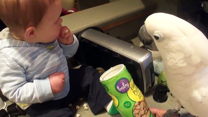 Ребенок кормит попугая какаду завтраком!