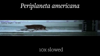 Cockroach robots to the rescue!