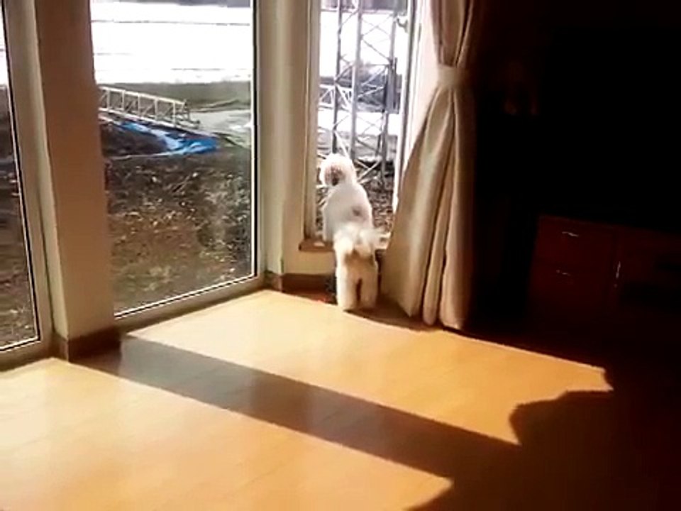 Ши тцу и попугай вместе ждут хозяев