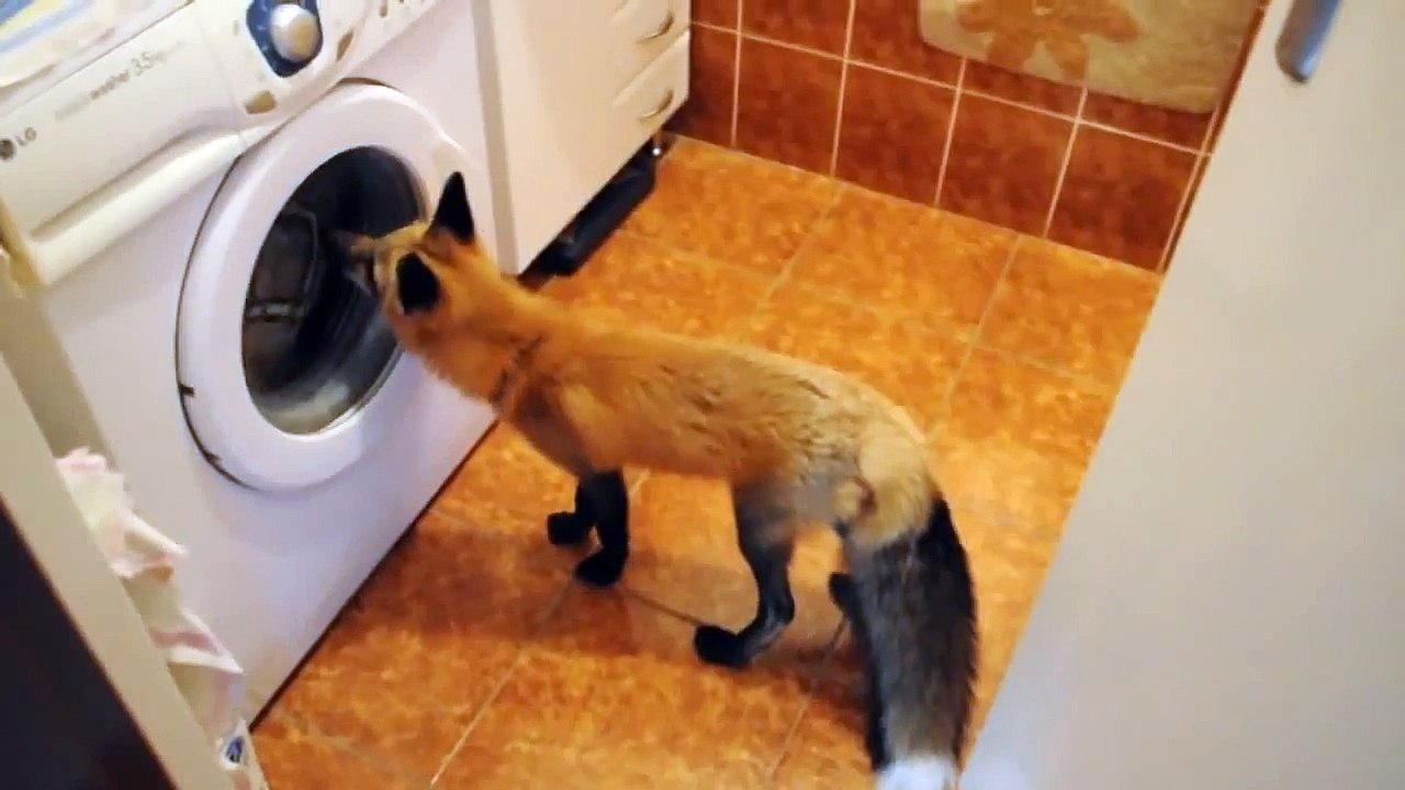 Лиса в домашних условиях