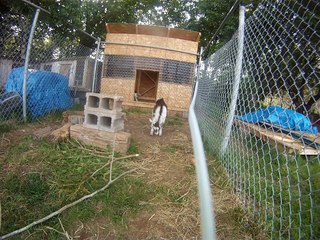 Funny Cute Baby Alpine Goats