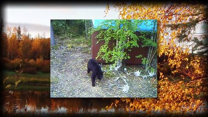 Moose Hunting Alaska