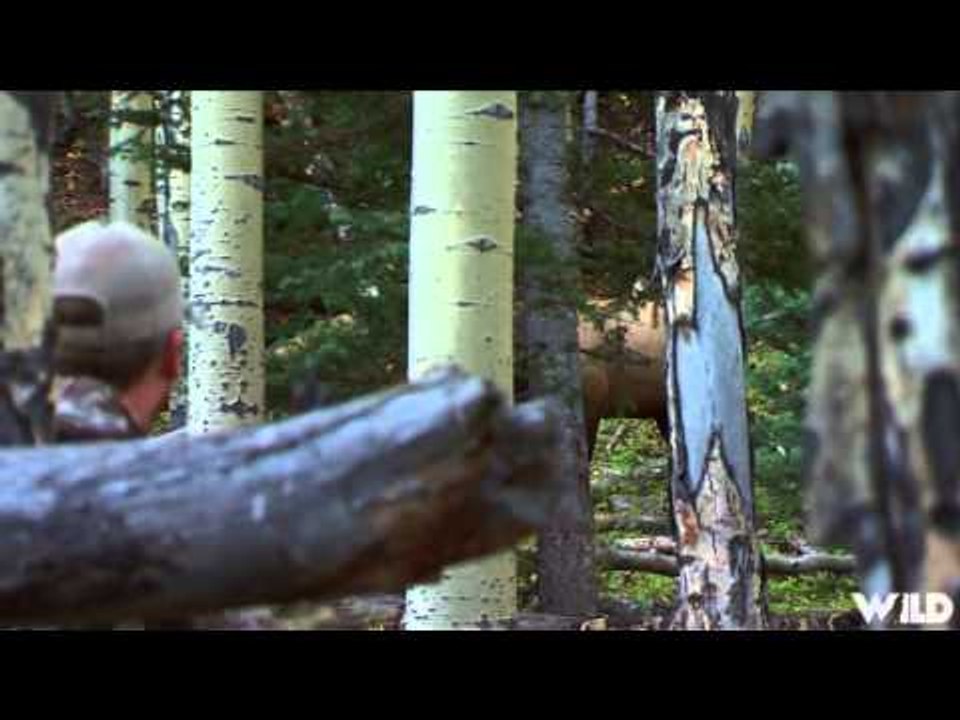 Primos  The Truth About Hunting - Elk in Colorado