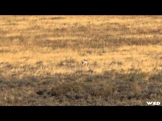 NonStop Hunting - Grizzly Peak Part 2