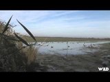 MOJOs Migration - Muchos Patos In Argentina