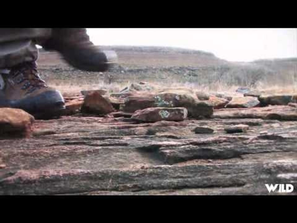 Extreme Outer Limits TV - Long Range Springbok Zebra and Hartebeest in South Africa