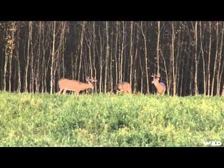 Hank Parkers 3D  - Canadian Monsters