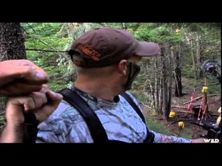 Waiting for the Fall - Nova Scotia Black Bear