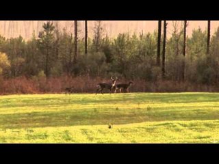 AWay Outdoors  - Food Plot Results