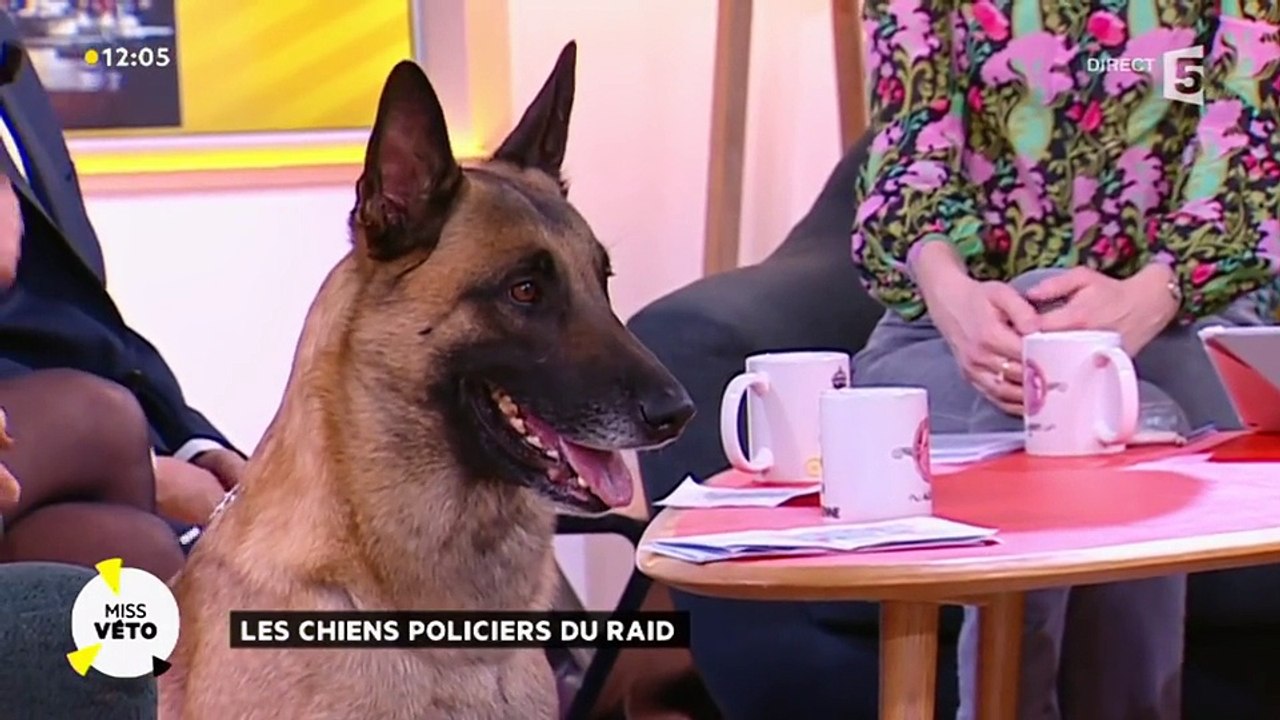 Les chiens policiers du RAID