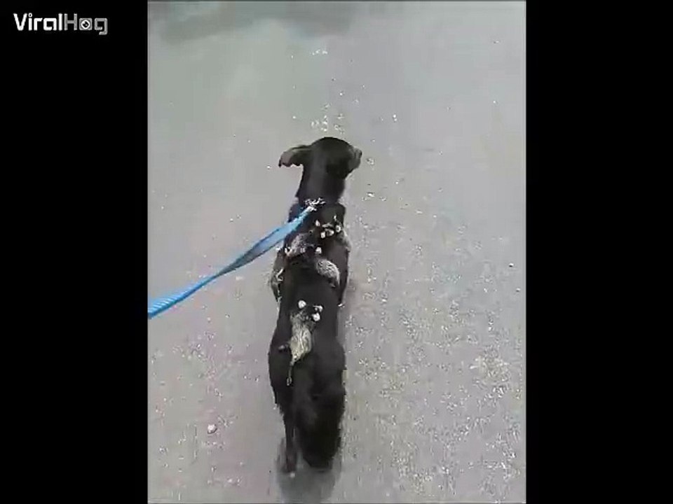 Cette maman chien promène des bébés opossums sur son dos