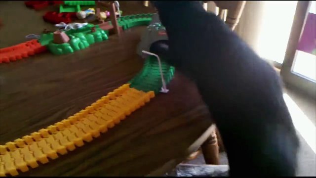 Best cat's fails - Hilarious pet compilation