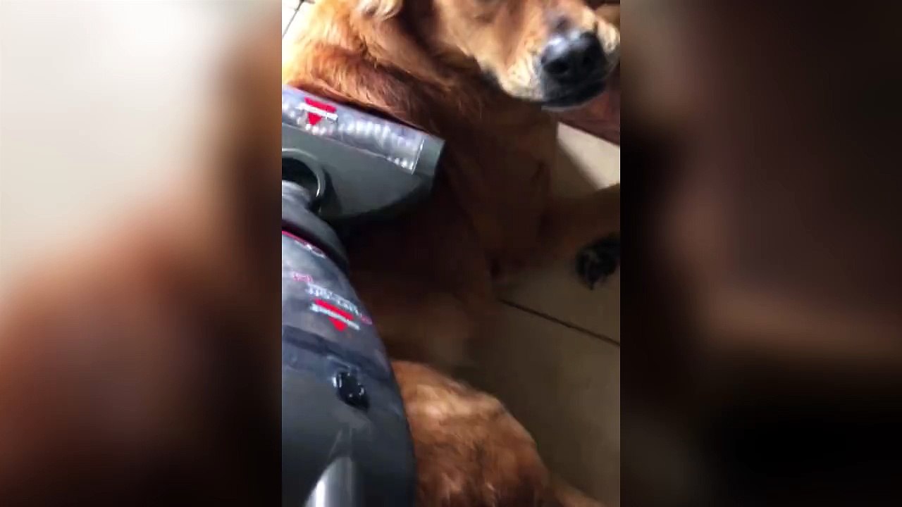 Un chien qui prend l'aspirateur pour une masseuse