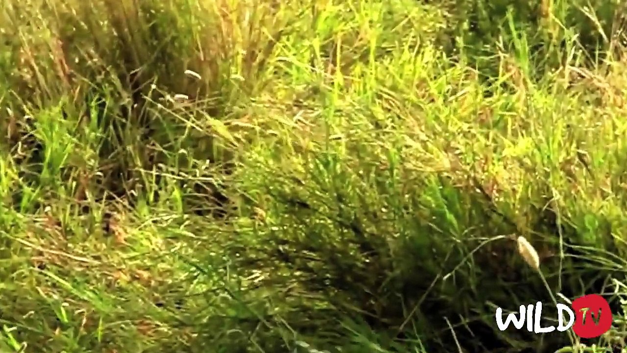Lion Attack Compilation