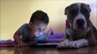 iPad ile Oynamaya Çalışan Küçük Arkadaşının İlgisini Çekmeye Çalışan Sevimli Köpek