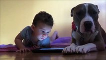 iPad ile Oynamaya Çalışan Küçük Arkadaşının İlgisini Çekmeye Çalışan Sevimli Köpek