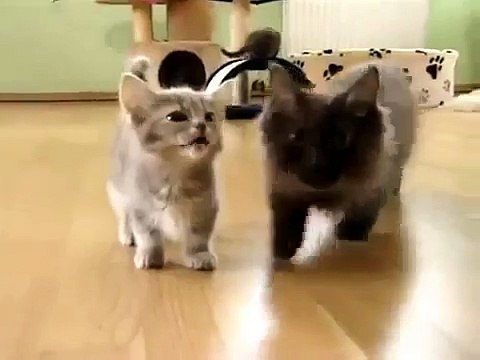 Маленький котенок маму потерял