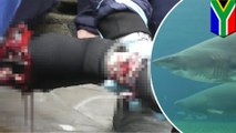 Pregnant ragged tooth shark attacks diver in South Africa aquarium