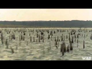 Bass West USA TV - Lone Star State Pro Angler