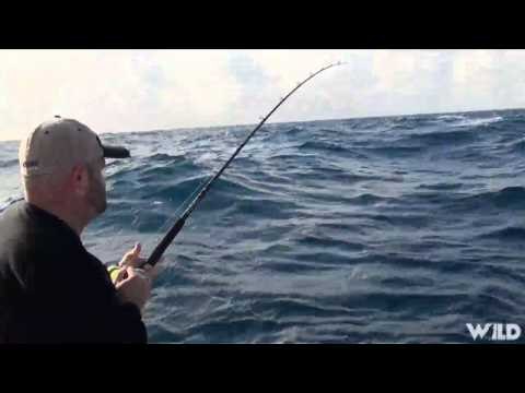 Dead Dog Walkin - Florida Gators