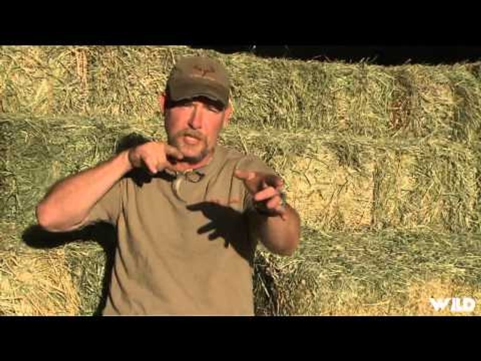 Predator Nation - Iowa Coyote