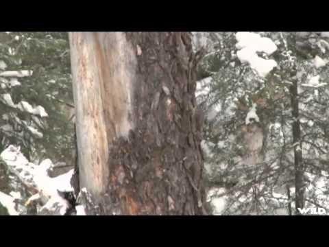 Relentless Pursuit - Im Over Here