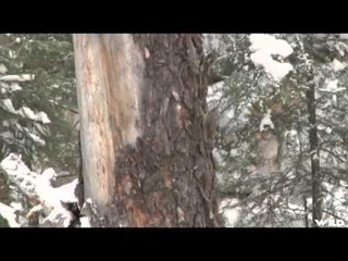 Relentless Pursuit  - Im Over Here