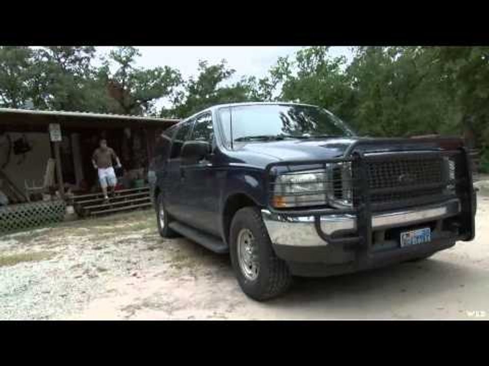 Pig Man The Series - Texas Nilgai  Oryx