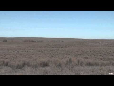 Predator Quest - Tight Covered Spots