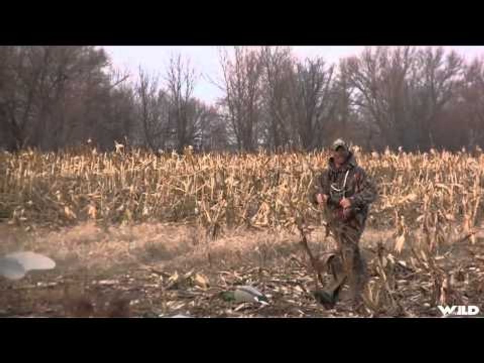 Team Fall Brawl TV - Late Season Mallards