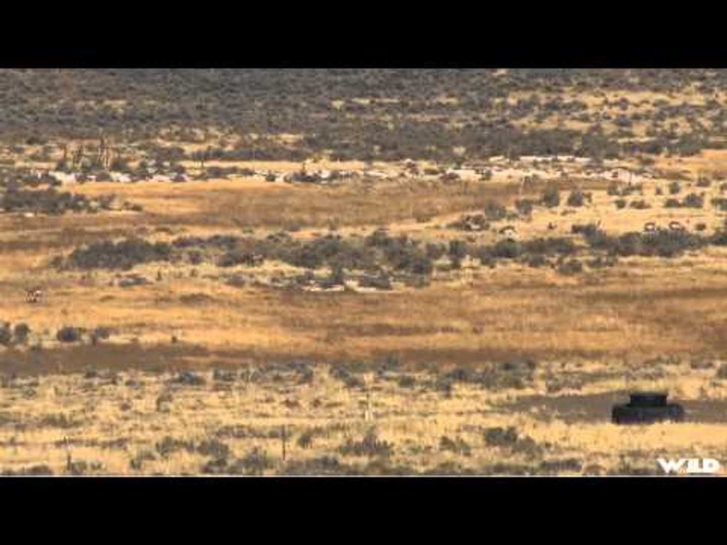 Long Range Pursuit - Ian and Harley Hunt Antelope in Wyoming