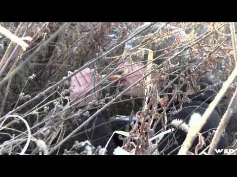 Team Fall Brawl TV - 4 Birds 4 Bands