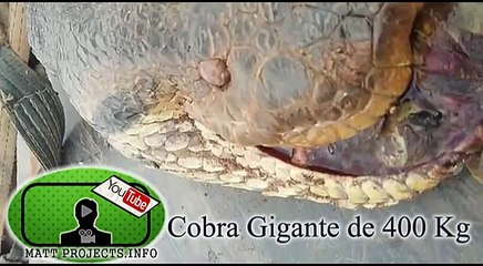 شاهد أكبر أفعى الكبرى في العالم تزن 400 كغ يا لطيف ما هذا