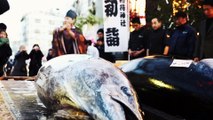 Visit the World's largest Fish & Sushi Market in Tokyo, Japan