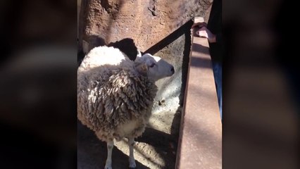 Un mouton demande de se faire gratter le dos