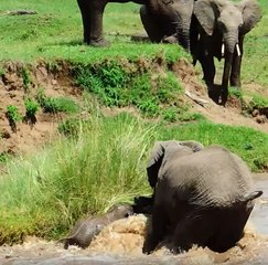 Cruce de un río peligroso por una manada de elefantes