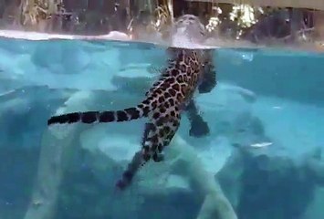Un jaguar se nourrit en apnée sous l'eau