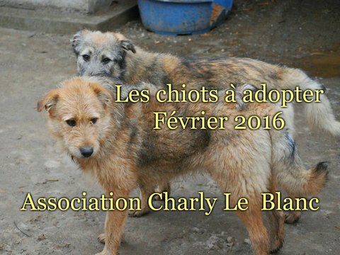 Les chiots à adopter (février 2016)