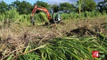 Canne à sucre : les producteurs réunionnais sur le qui-vive