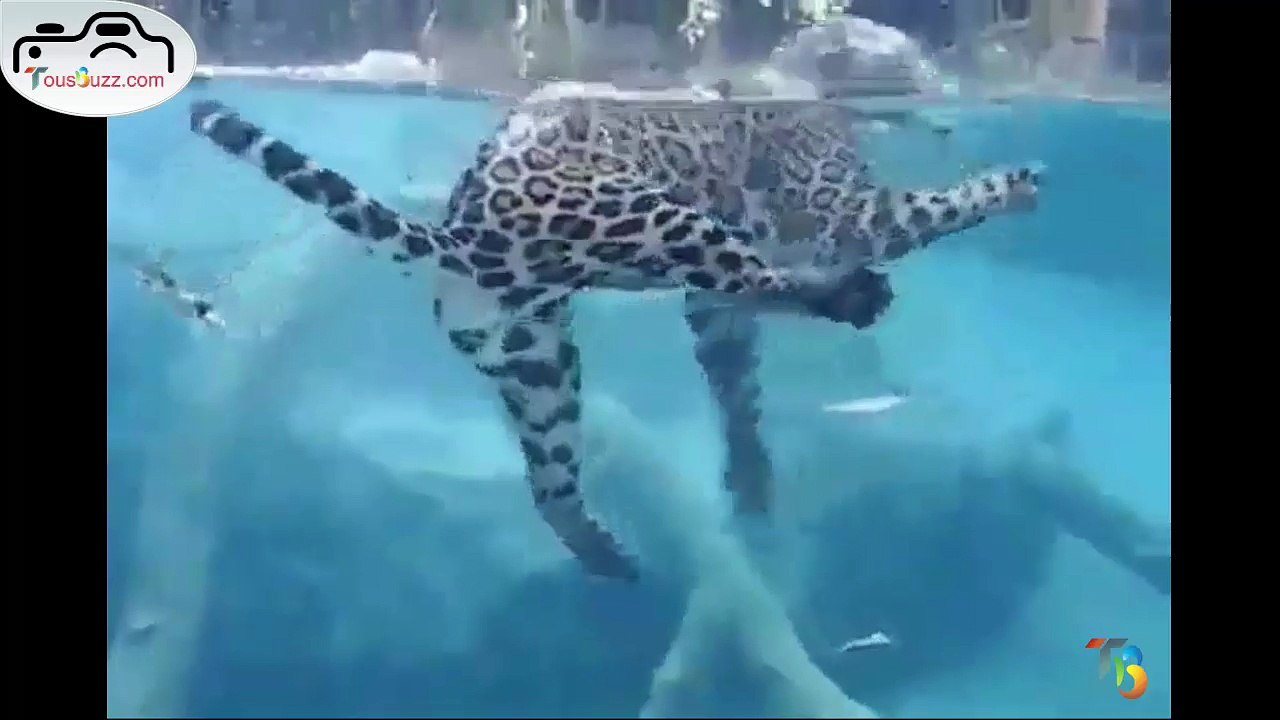 Un jaguar nage parfaitement sous l’eau