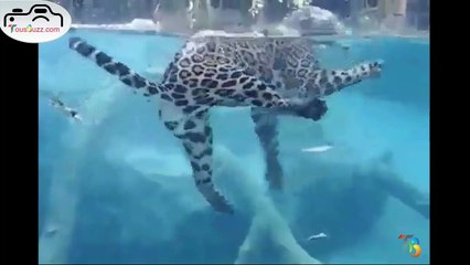 Un jaguar nage parfaitement sous l’eau