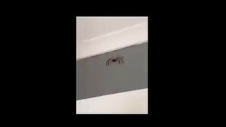 See What Happens When Boy Films Australian Spider